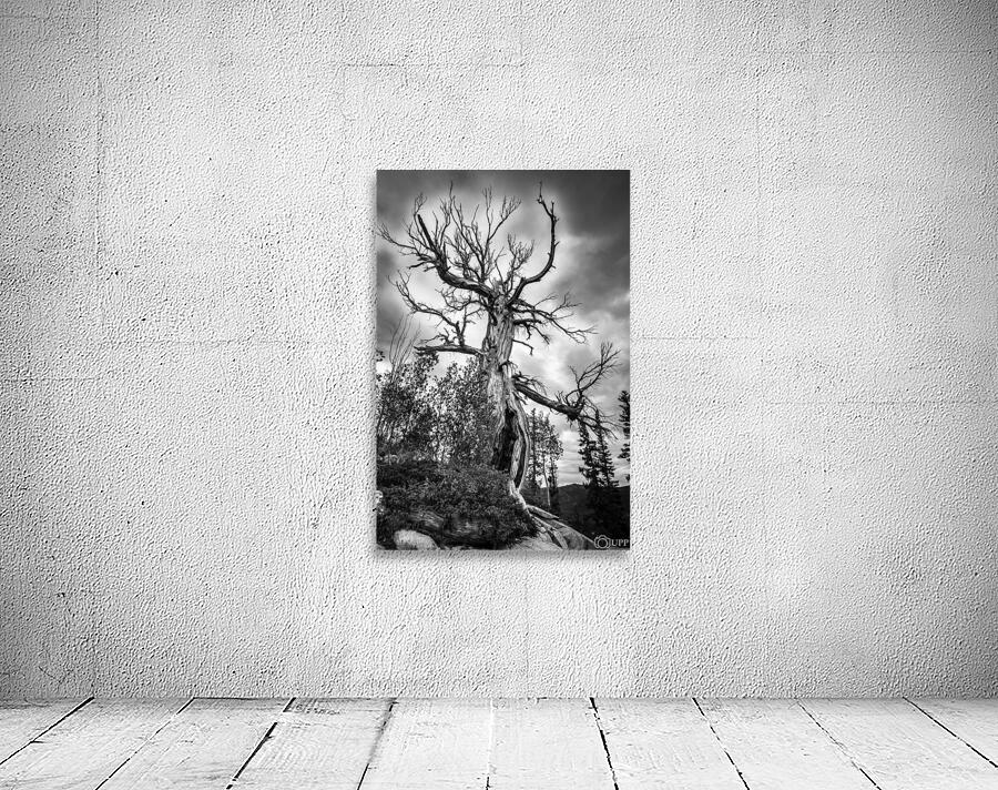 wicked tree black white Wall Preview