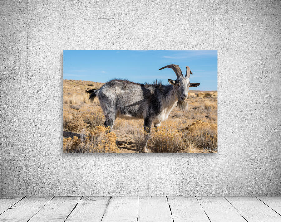 billy goat Wall Preview