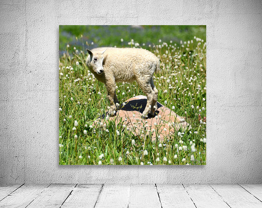 mountain goat Wall Preview