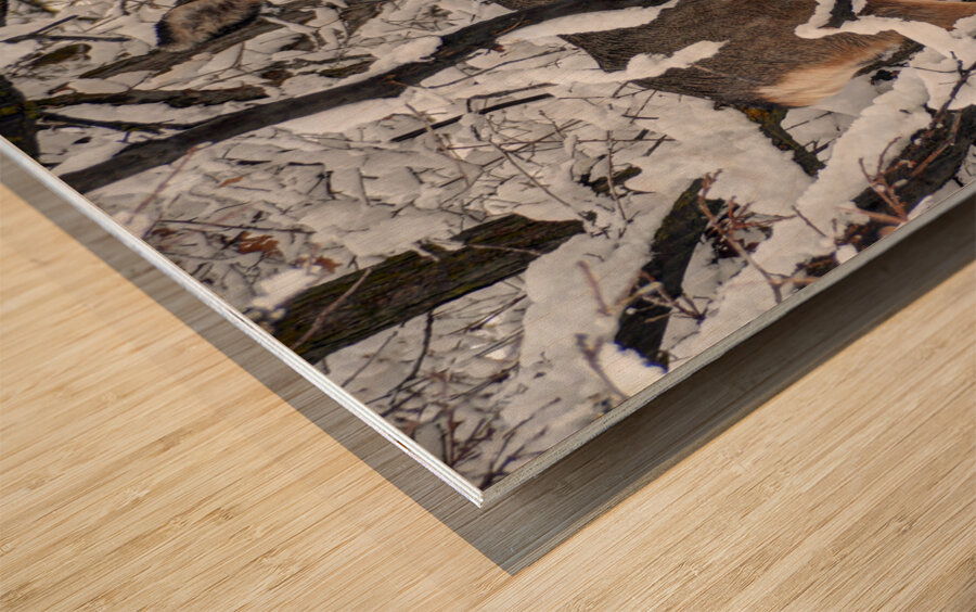 Winter Deer in Snow - Wasatch Benches - Salt Lake Wood print