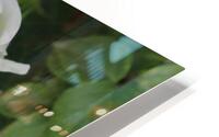 Delicate White Flowers HD Metal print