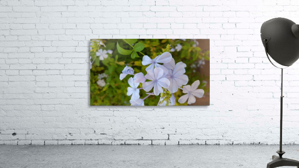 Flowers Wall Preview