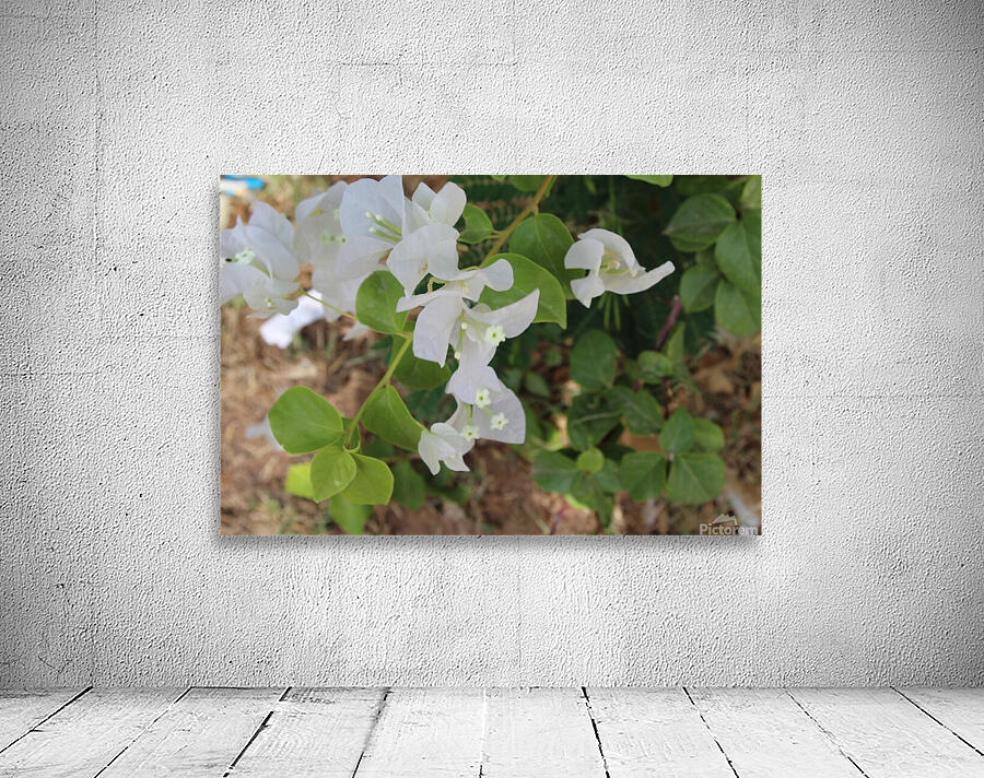 Delicate White Flowers Wall Preview