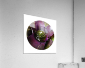Circle DSC03736 Acrylic Print