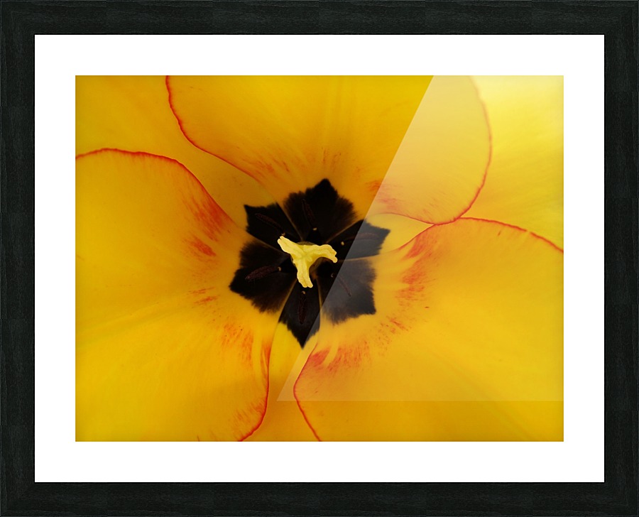 DSC00675 Picture Frame print