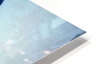 Blue Feather HD Metal print