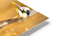 Golden Heron HD Metal print