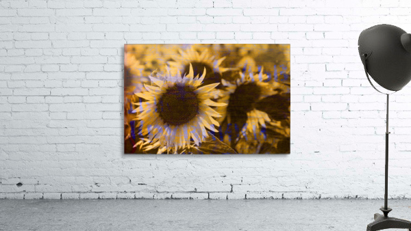 Sunflower Box Wall Preview