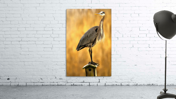 Golden Heron Wall Preview