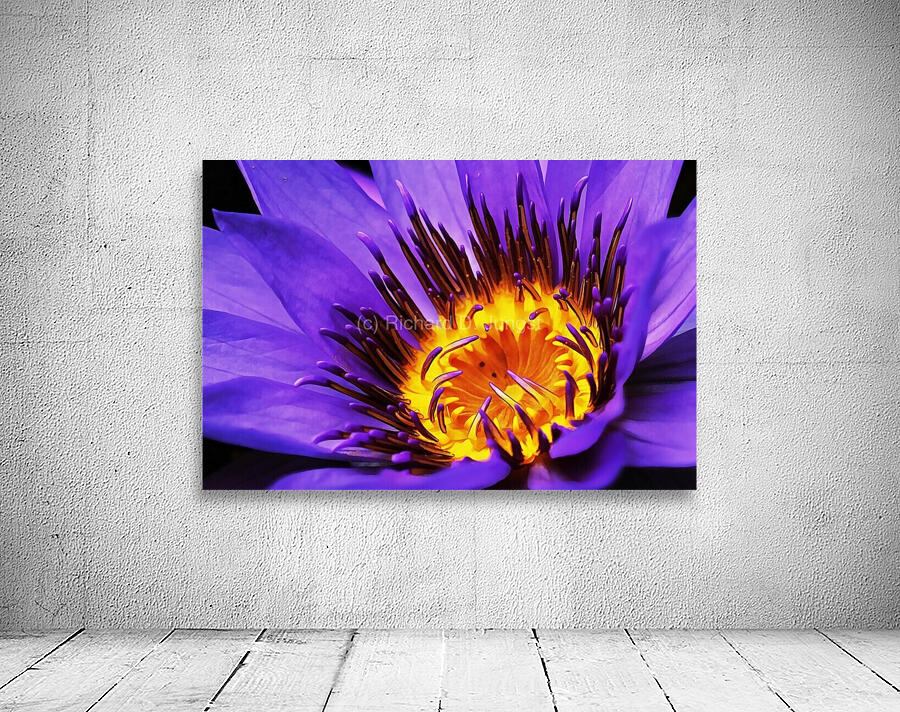 Water Lily Macro Wall Preview