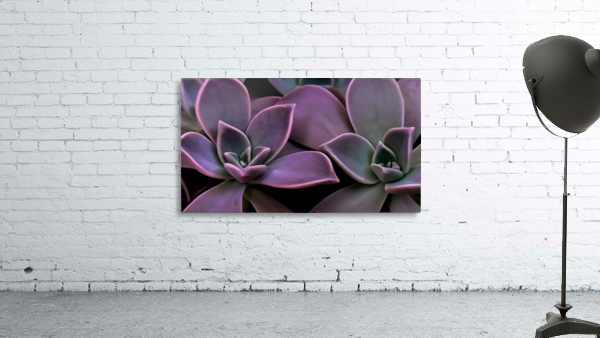 Succulent Magenta Wall Preview