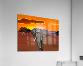 Walking Acrylic Print