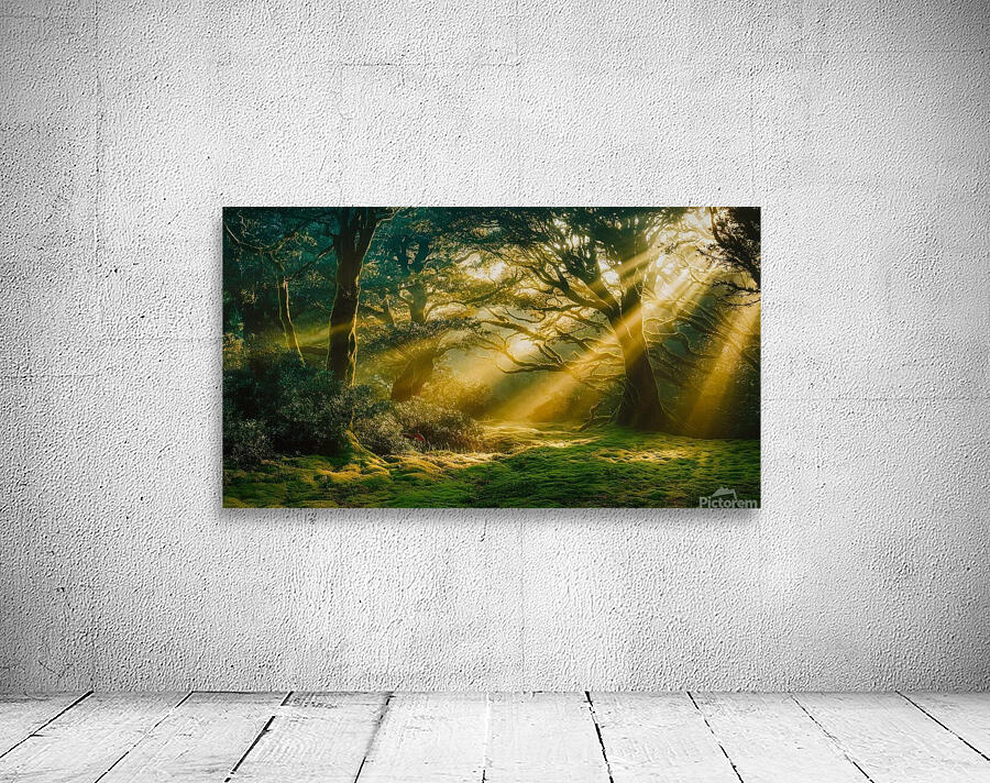 Abstract Nature Canvas Print - Modern Wall Art with Vibrant Colors & Dynamic Shapes Wall Preview