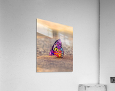 Butterfly On Beach Acrylic Print