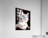 Feeling Feline Acrylic Print