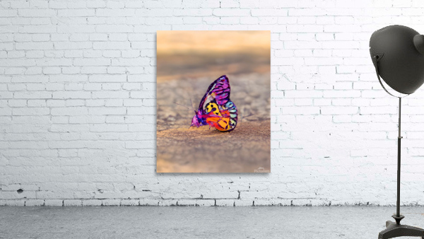 Butterfly On Beach Wall Preview