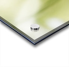 The Subtle Allure of a Simple Daisy Acrylic print