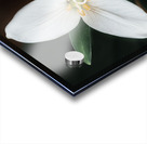 The Lone Bloom: A Study of Solitude in Flora Acrylic print