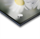 Whispers of Purity”: White Daisies in Soft Focus Acrylic print