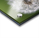 Airborne Wishes: The Enchantment of a Dandelion Acrylic print
