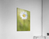 Gentle Awakening Acrylic Print