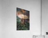Natures Umbrella  Acrylic Print
