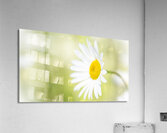 The Subtle Allure of a Simple Daisy Acrylic Print