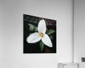 The Lone Bloom: A Study of Solitude in Flora Acrylic Print