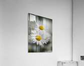 Whispers of Purity”: White Daisies in Soft Focus Acrylic Print