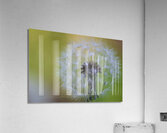 Softly Blushing  Acrylic Print