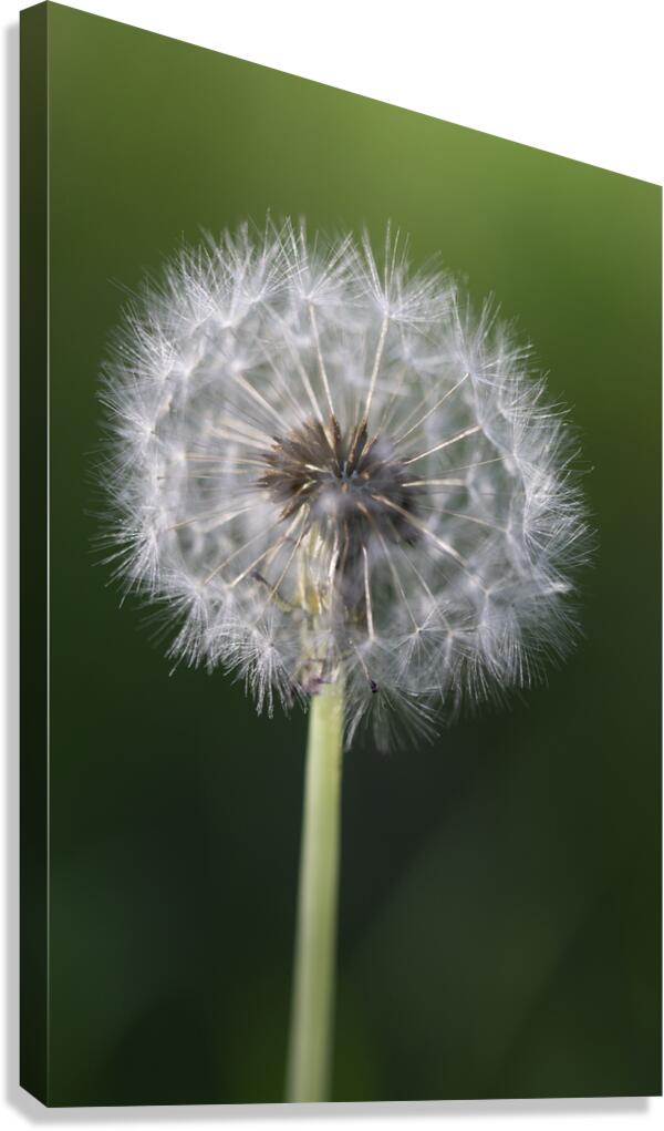 Airborne Wishes: The Enchantment of a Dandelion Canvas Print