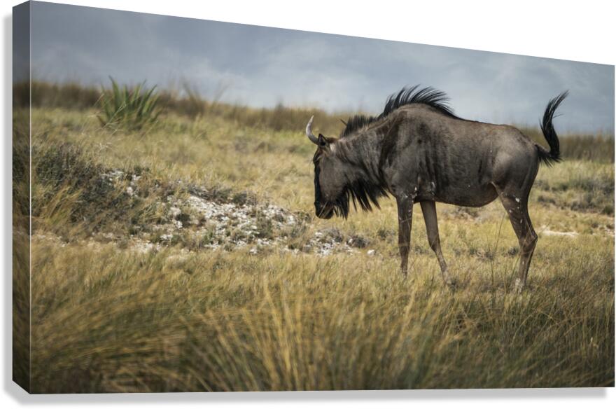 Serenity with Wildebeest Canvas Print