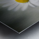 Whispers of Purity”: White Daisies in Soft Focus Metal print