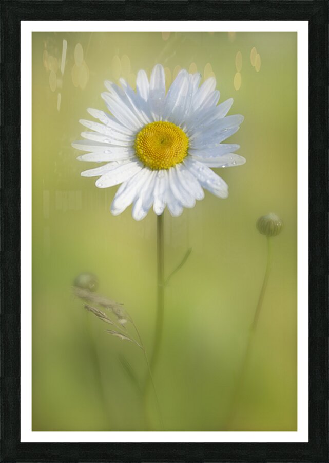 Gentle Awakening Picture Frame print
