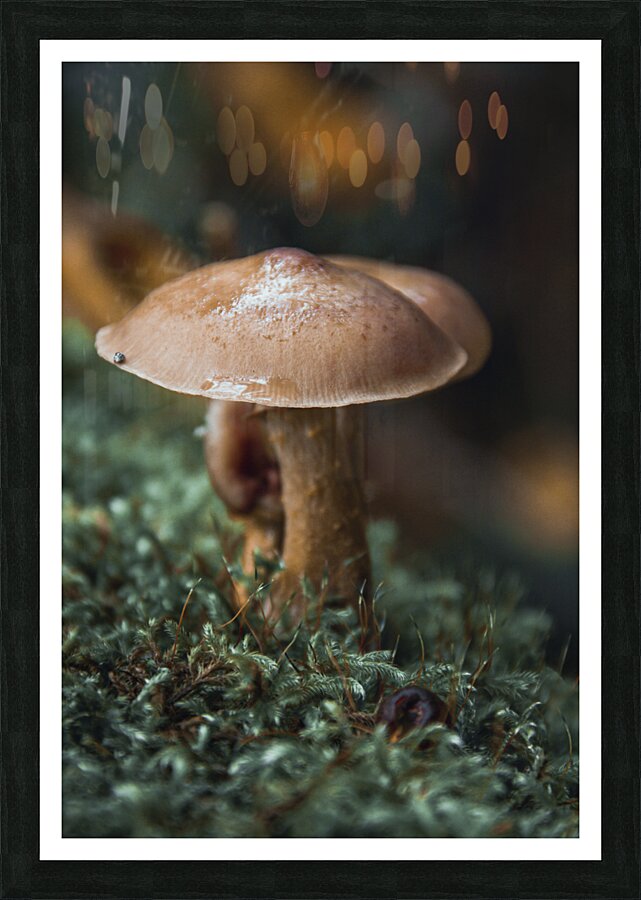 Natures Umbrella  Picture Frame print