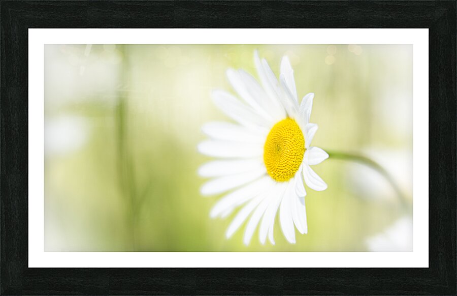 The Subtle Allure of a Simple Daisy Picture Frame print