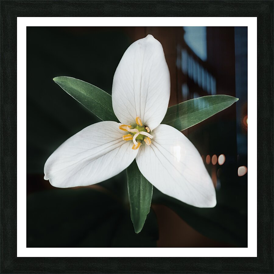 The Lone Bloom: A Study of Solitude in Flora Picture Frame print