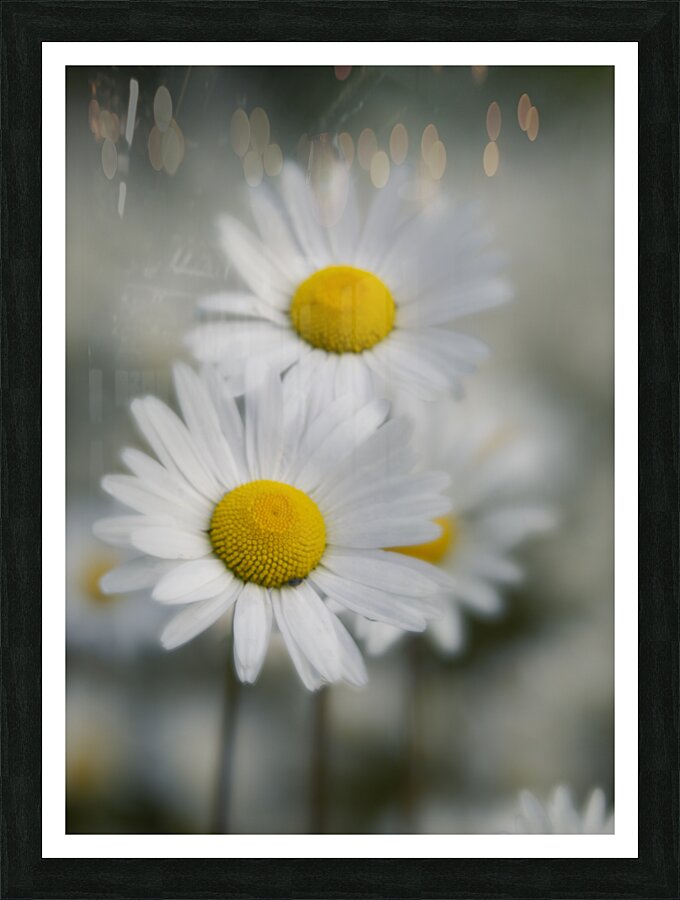 Whispers of Purity”: White Daisies in Soft Focus Picture Frame print