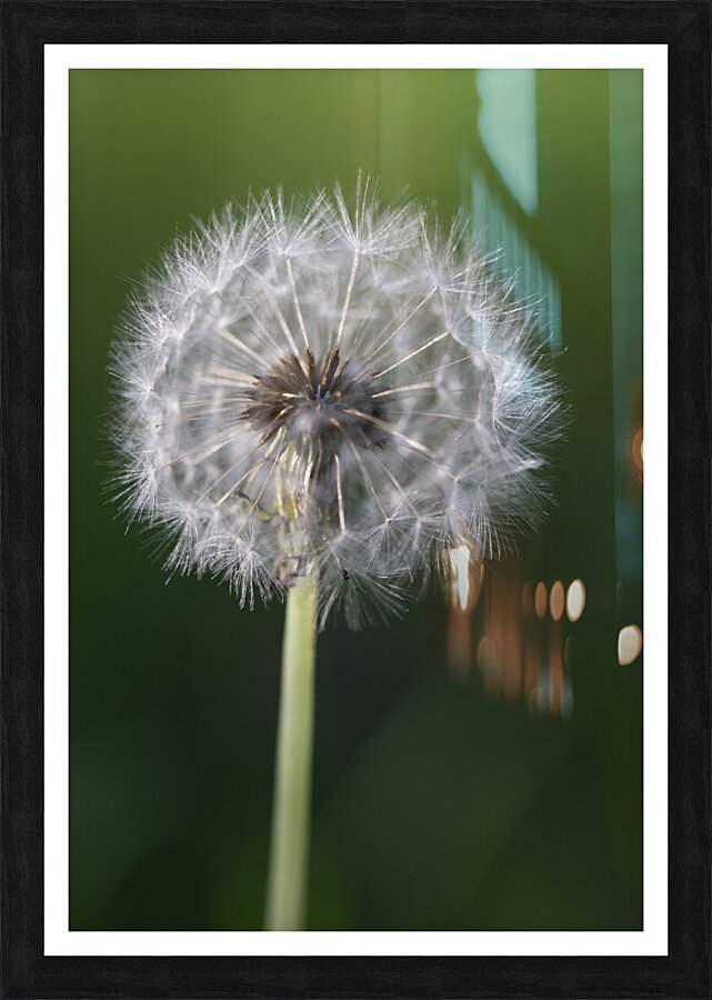 Airborne Wishes: The Enchantment of a Dandelion Picture Frame print