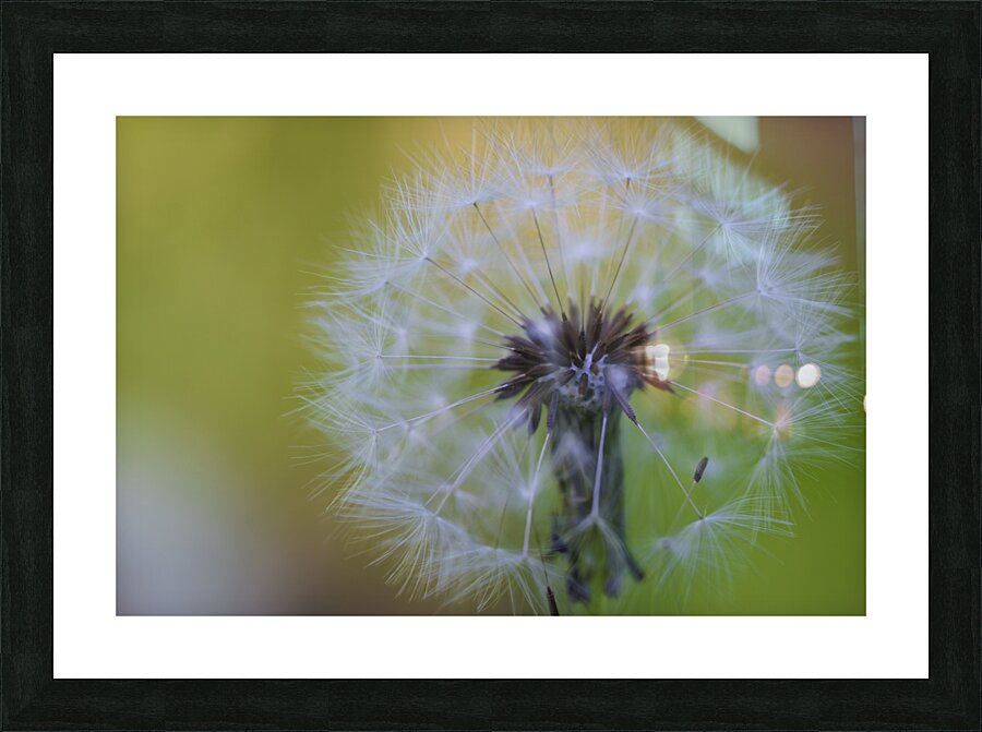 Softly Blushing  Picture Frame print