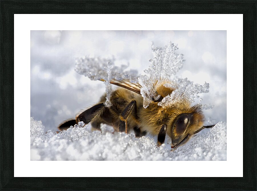 Frozen in Time Picture Frame print