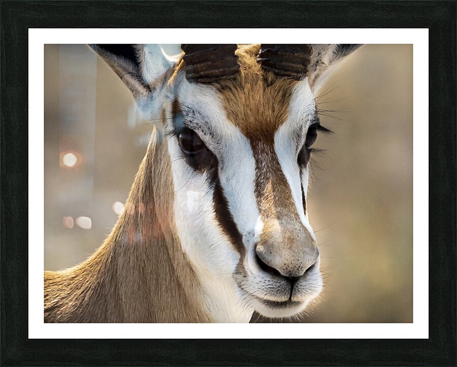 Elegance in Nature Picture Frame print