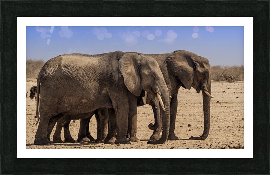 Brothers Roaming Proudly Picture Frame print