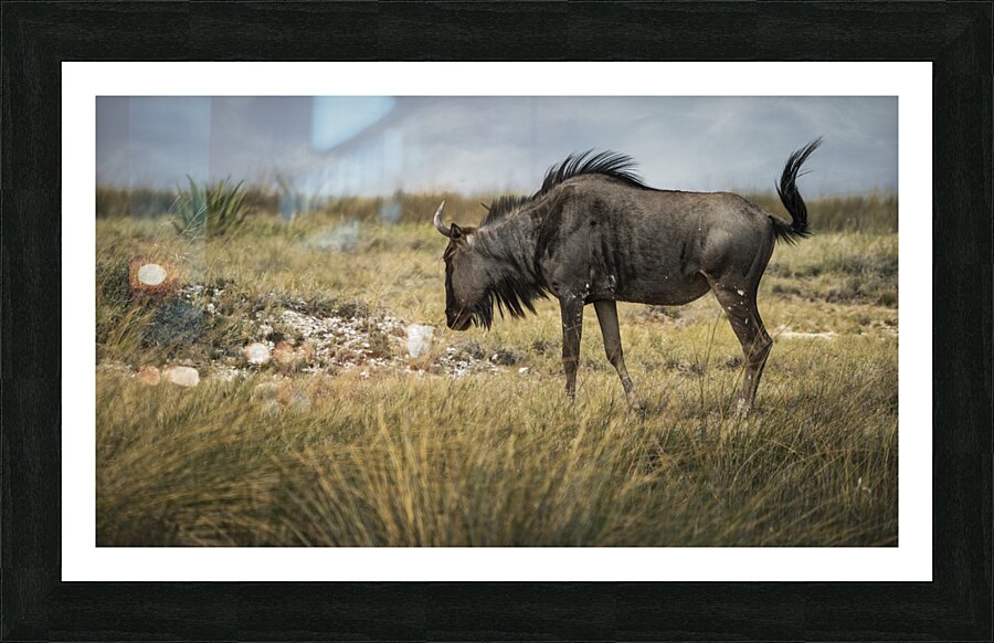 Serenity with Wildebeest Picture Frame print