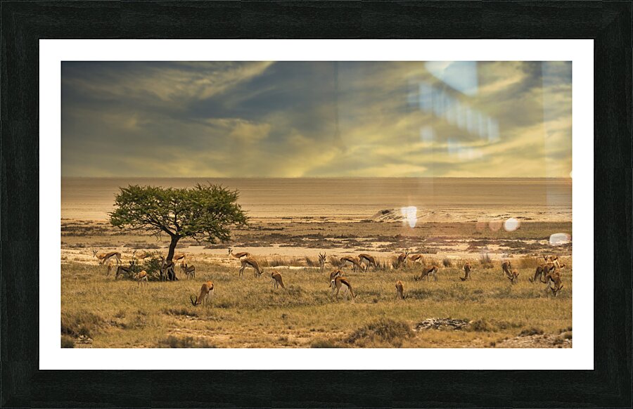 Springbok Oasis  Picture Frame print