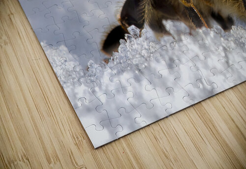 Frozen in Time Bob Wild   Digital Art puzzle