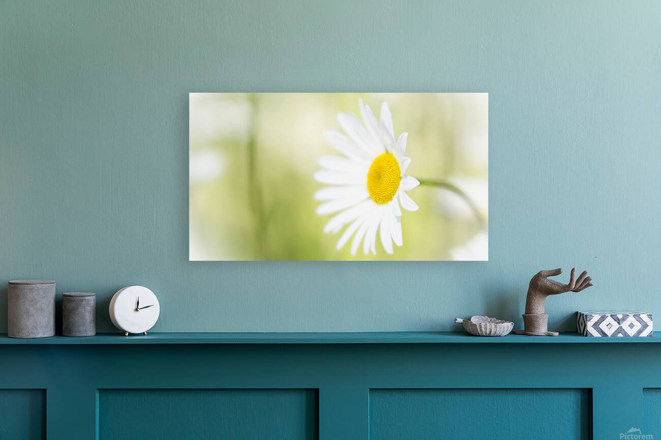 The Subtle Allure of a Simple Daisy Reproduction