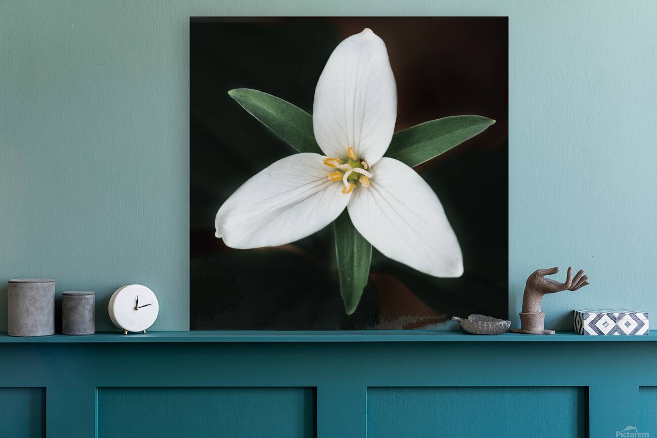 The Lone Bloom: A Study of Solitude in Flora Reproduction