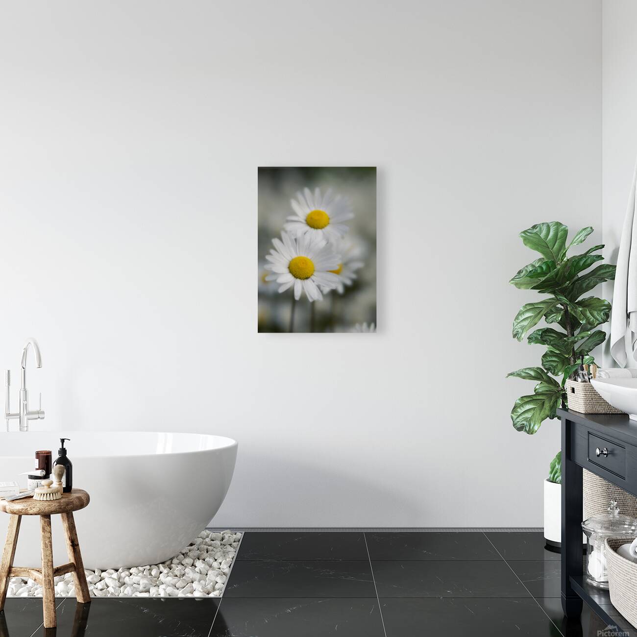 Whispers of Purity”: White Daisies in Soft Focus Reproduction