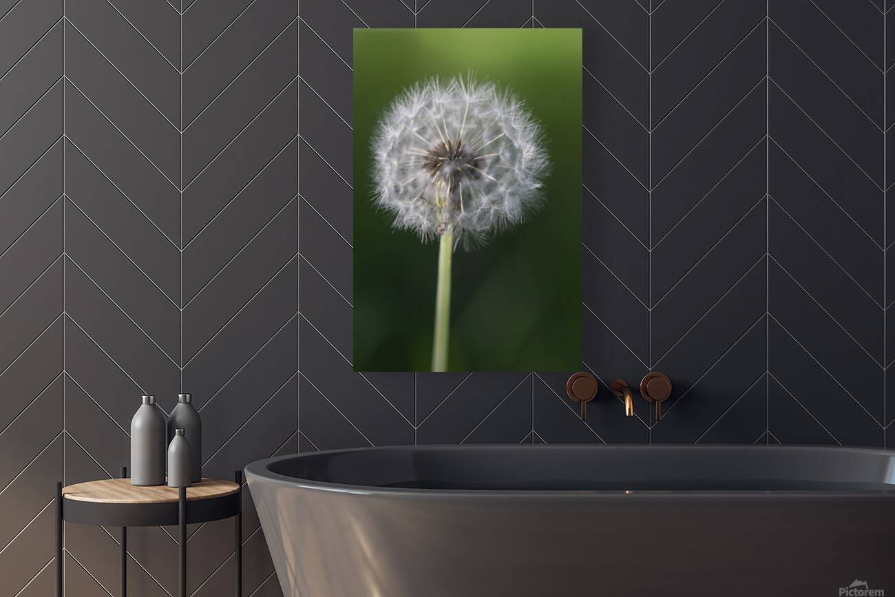 Airborne Wishes: The Enchantment of a Dandelion Reproduction